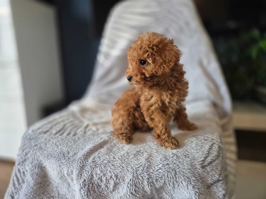 Pudel Toy mini pudelek piesek