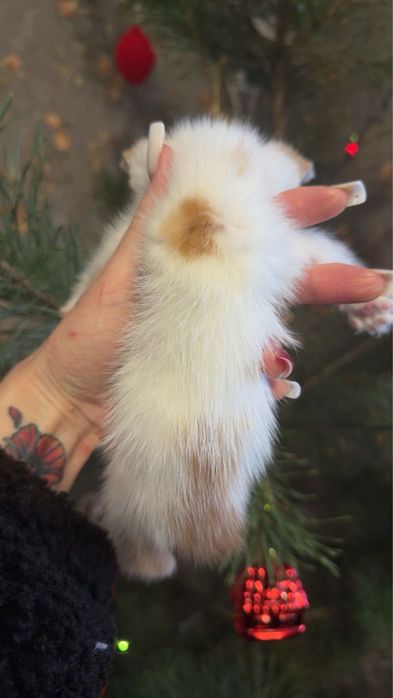 Хлопчик метис від персидської кішки