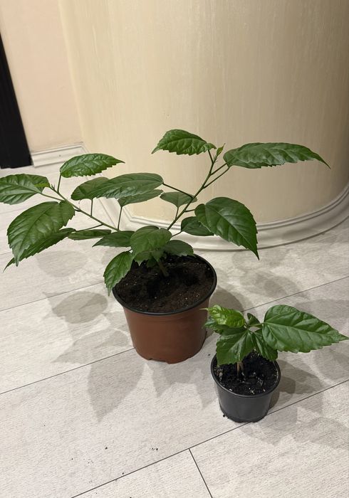 Крассула, денежное дерево, суккулент, толстянка.