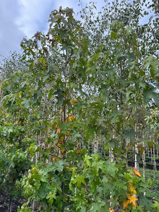 Ambrowiec amerykański 6-8