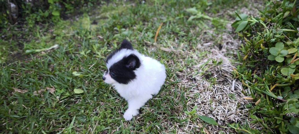 Spitz alemão anão femea Lulu da Pomerânia criado em ambiente familiar