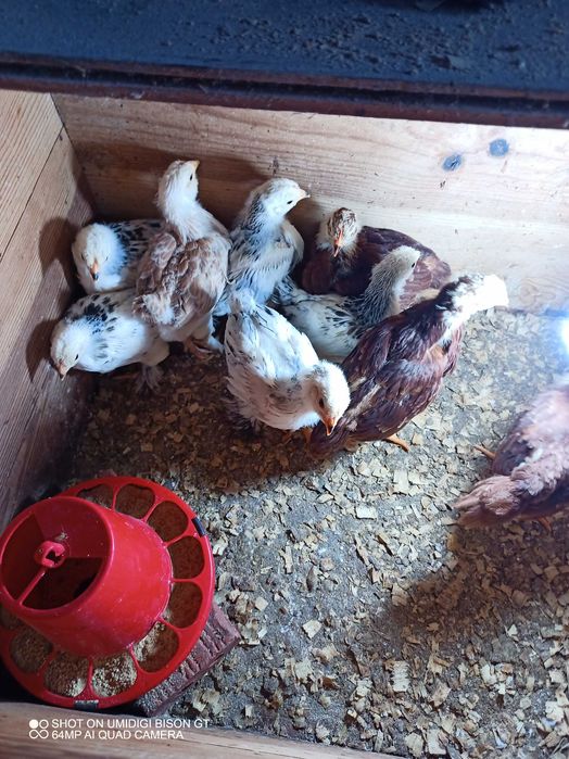 Vendo pintos de raça