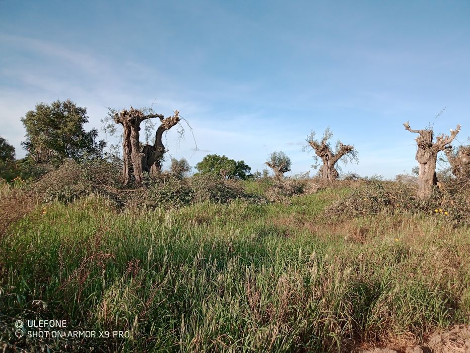 Oliveiras centenarias
