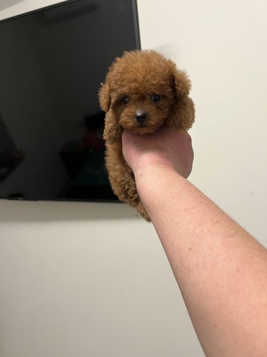 Той пудель тикап той пудель тікап кітай