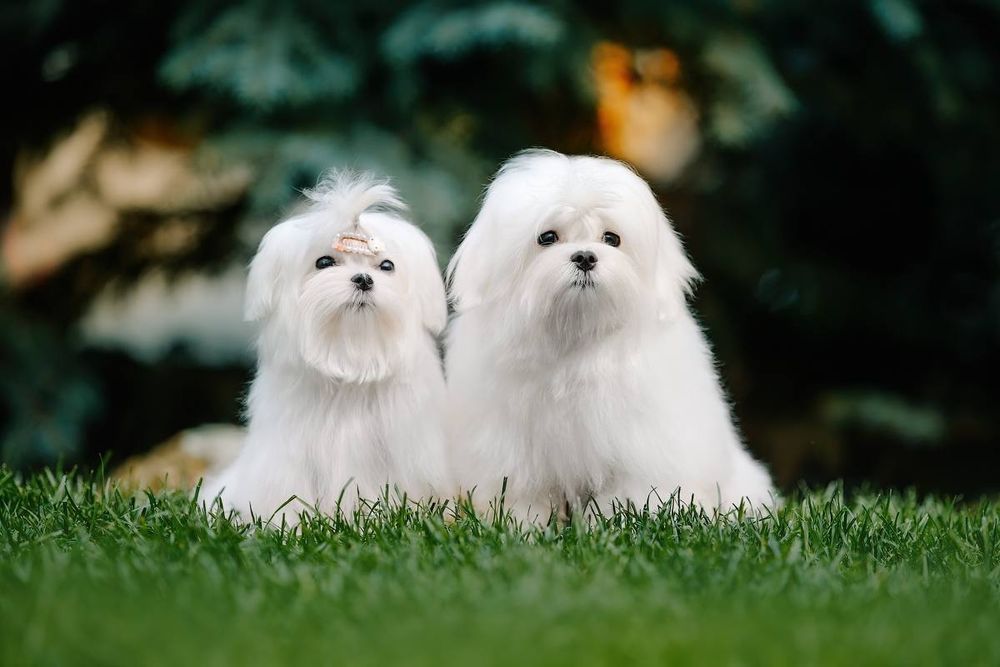 Профессиональный питомник предлагает