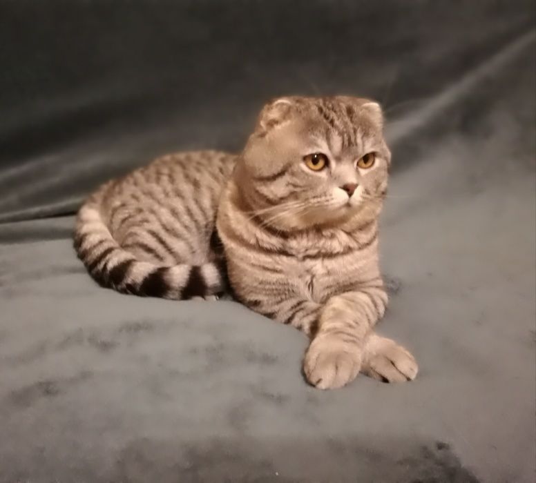 Шотландский кот приглашает на вязку