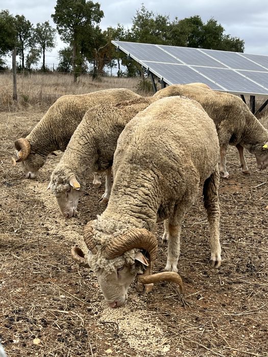 Carneiros merino branco puros e cruzados