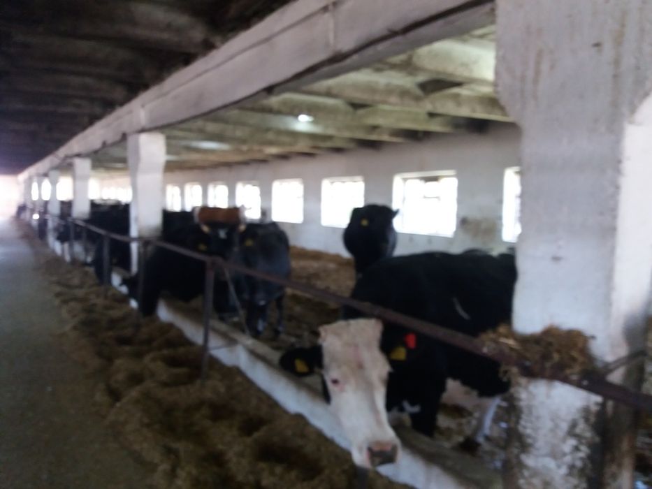 Продам телку настоящий голштин!