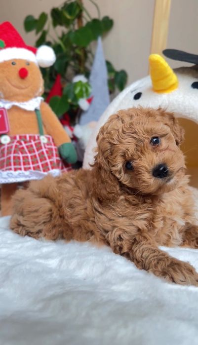 Пудель дівчинка і хлопчики