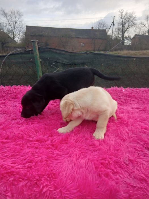 Sprzedam szczeniaka labradora