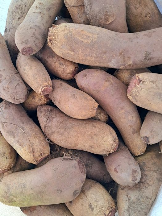 Burak ćwikłowy, buraczki podłużne