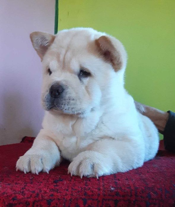 Дівчинка смуф КСУ ФЦІ