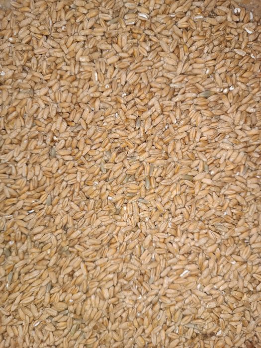 Pszenżyto ozime tegoroczne