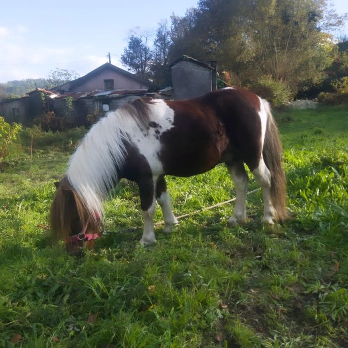 Pônei 8 anos Montado e Engatado MANSO