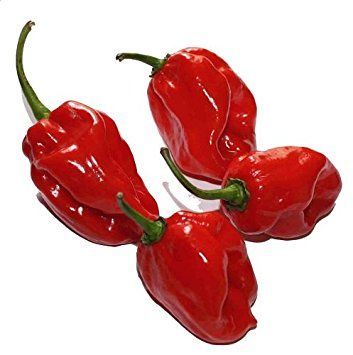 10 Sementes de Pimento Picante Habanero Vermelha