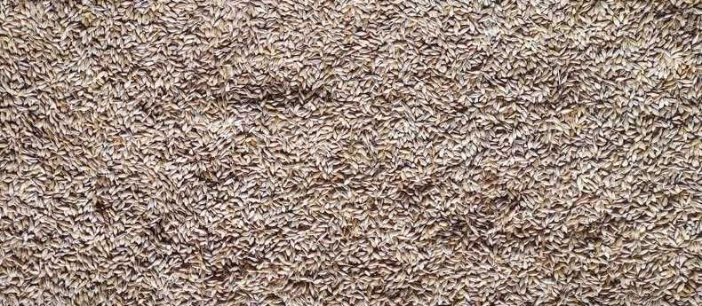 Łubin karo           .