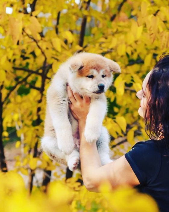 Японська Акіта іну малюки в продажі.