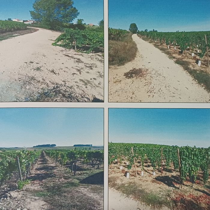 Vinha em zona privilegiada da Bairrada (DOP)