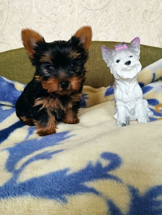 Комочок щастя-йорочка,йорк