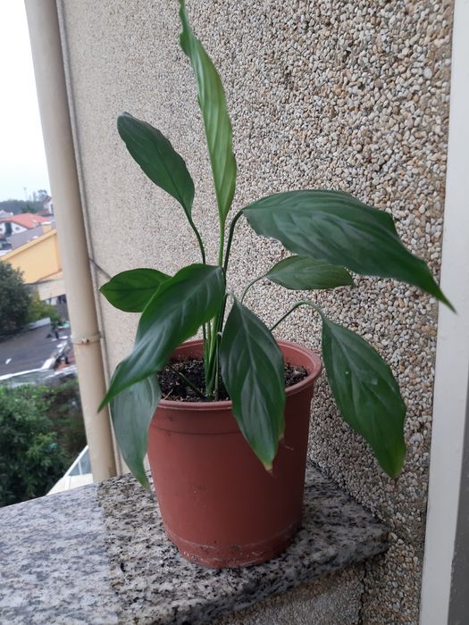 Plantas em vaso variadas