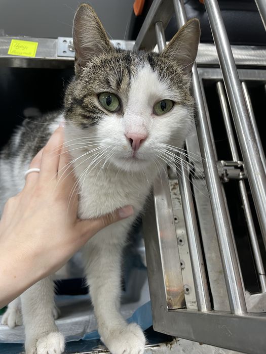 Котик шукає родину