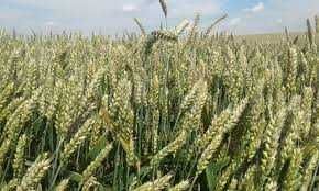 Продам пшеницю.Ячмінь,горох.