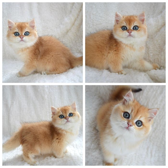 Британские котята золотая шиншилла/британські котята золота шиншила