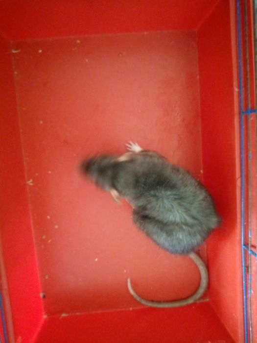 Крысята Кременчуг