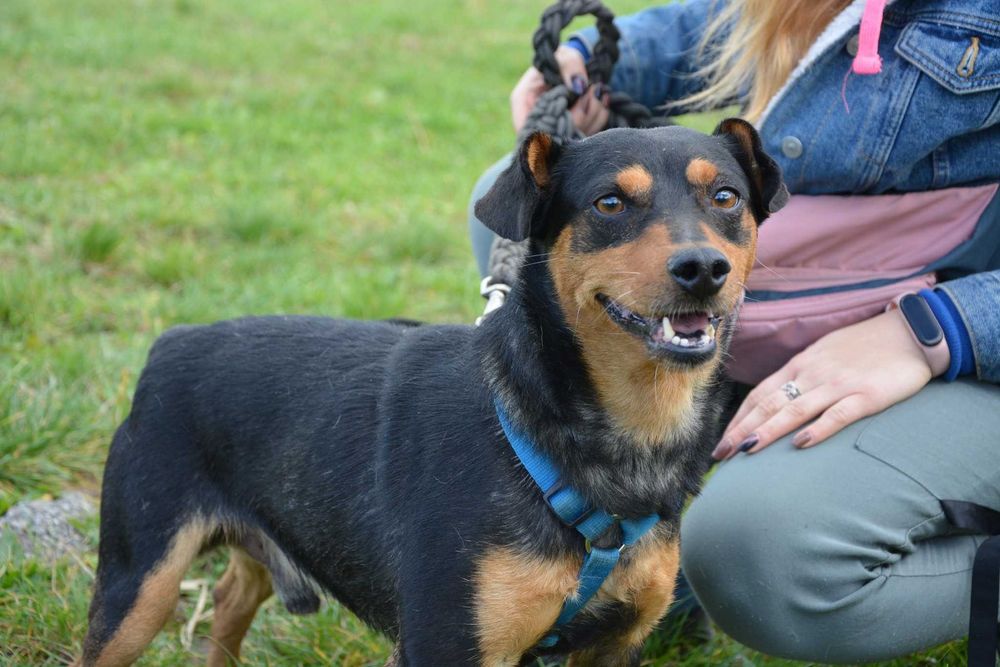 Zyguś - psiak do pokochania