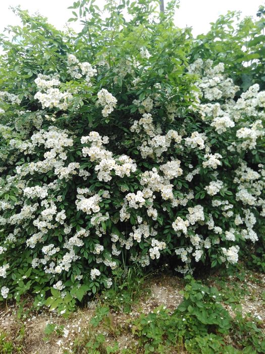 Blue Spruce седум