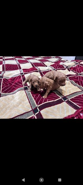 Продаються маленькі крихітки