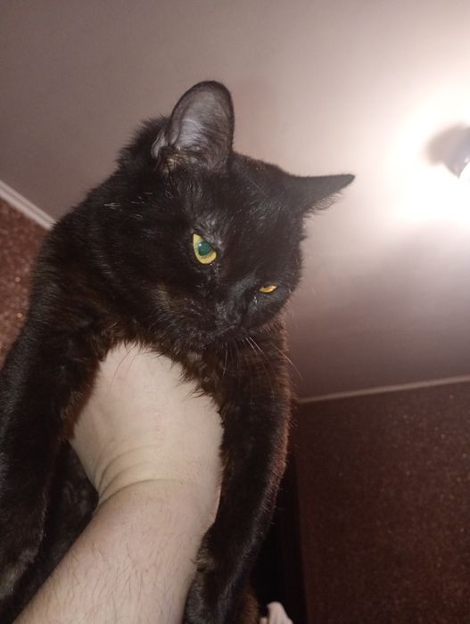 Отдам кота  в добрые руки