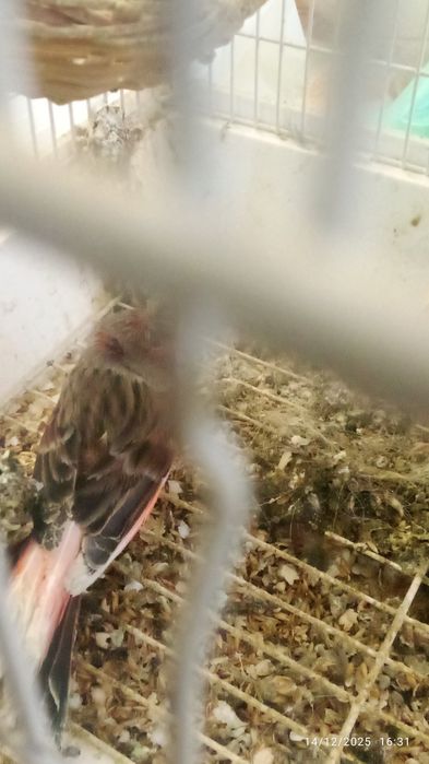 Vendo canária vermelha e branca