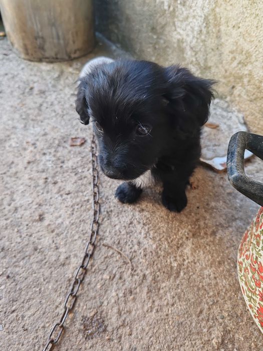 Cachorrinhos nascidos a 1 de Maio, so para quem vacinar contra parvovirose