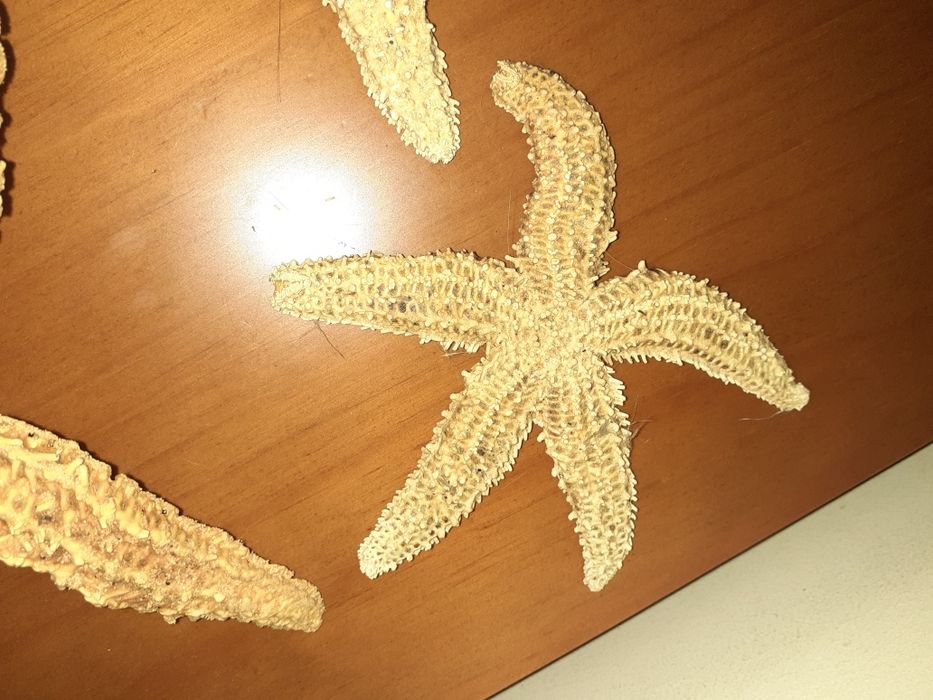 Estrelas do mar decorativas com tratamento 3/4€