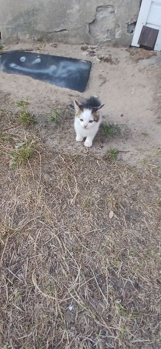 Mam do odania 2 kotki