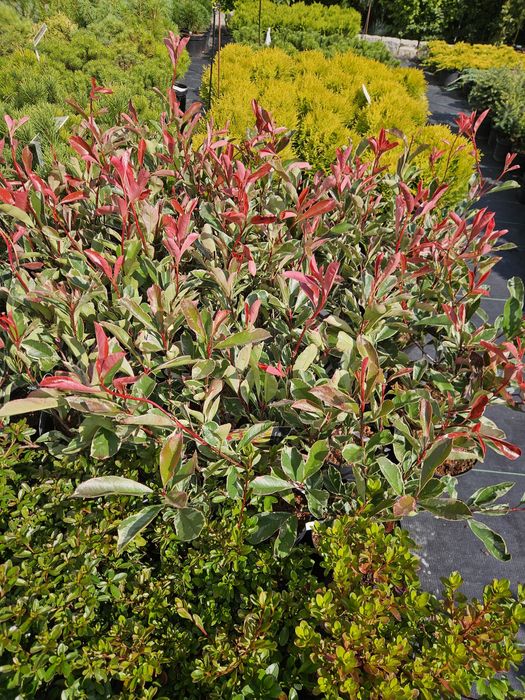 Sosny formowane  bonsai Jałowiec Judaszowiec