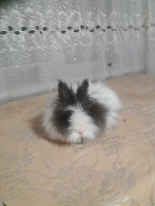 Кролик дівчинка Бусінка