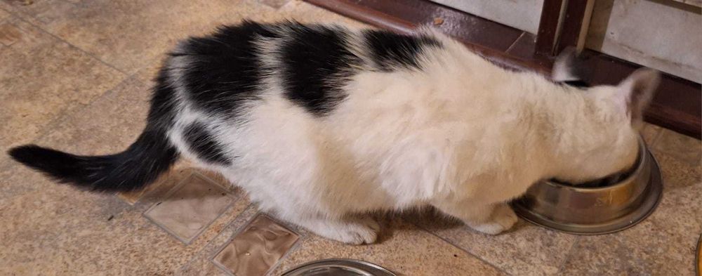 super kicia do adopcji