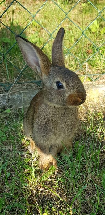 Zajeczaki Machoniowe