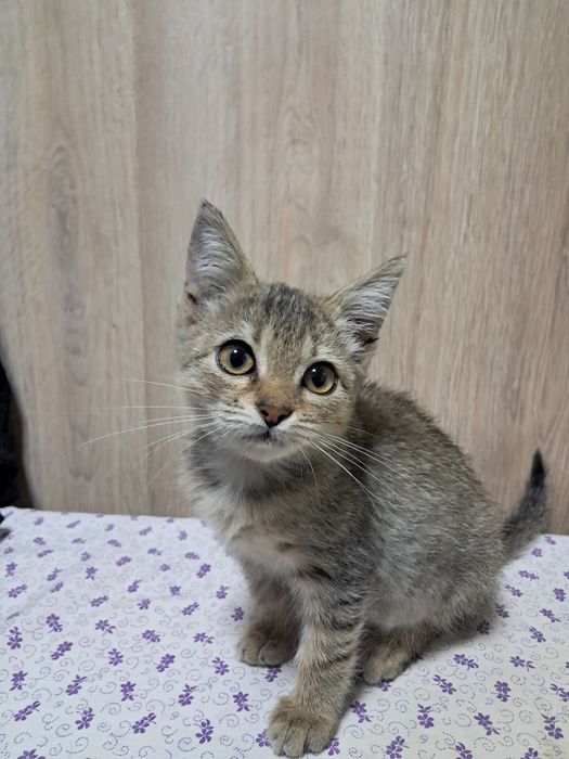 Віддам кошеня в добрі руки