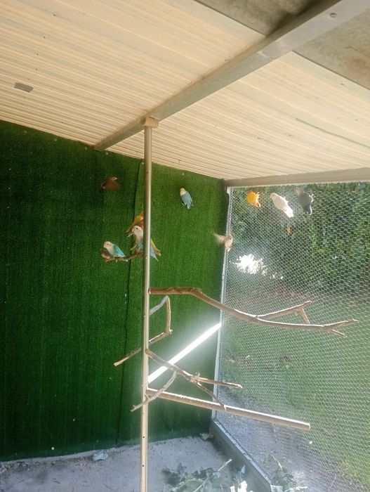 Vendo casal agapórnis mais 3 agapórnis