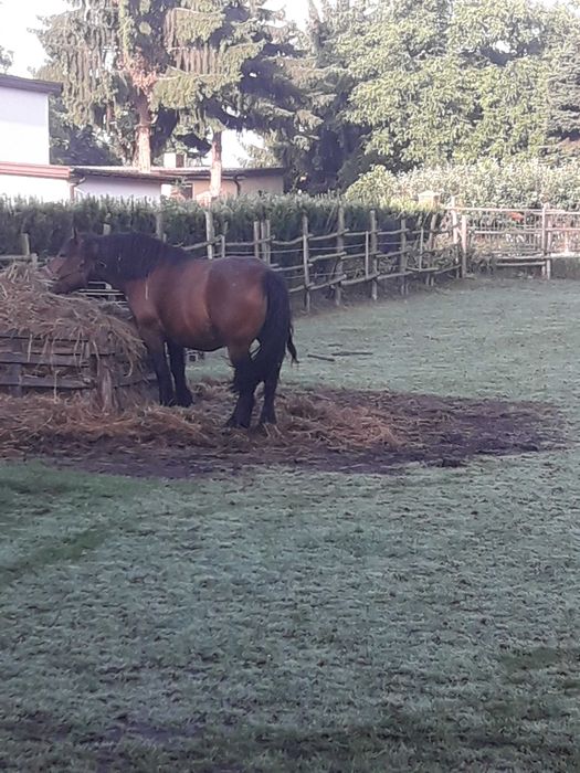 Sprzedam klacz PKZ z klaczką do hodowli. zamiana możliwa dopłata.