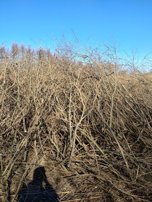 Gałęziówka 170 zł przyczepa