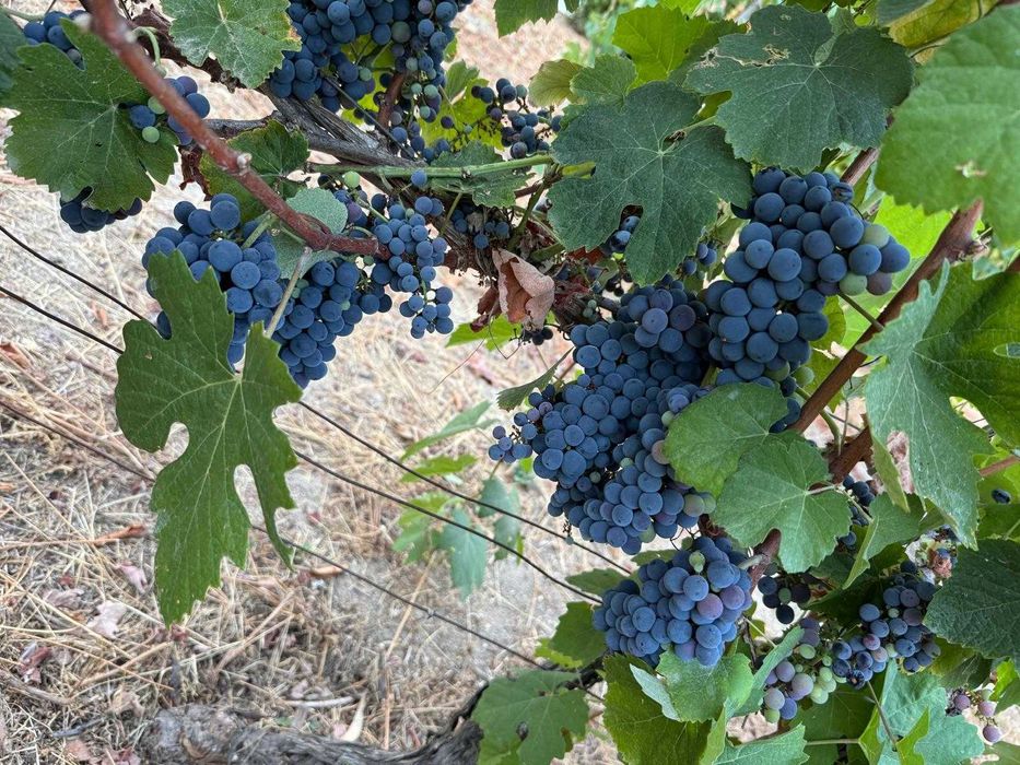 Venda de uvas brancas/tintas