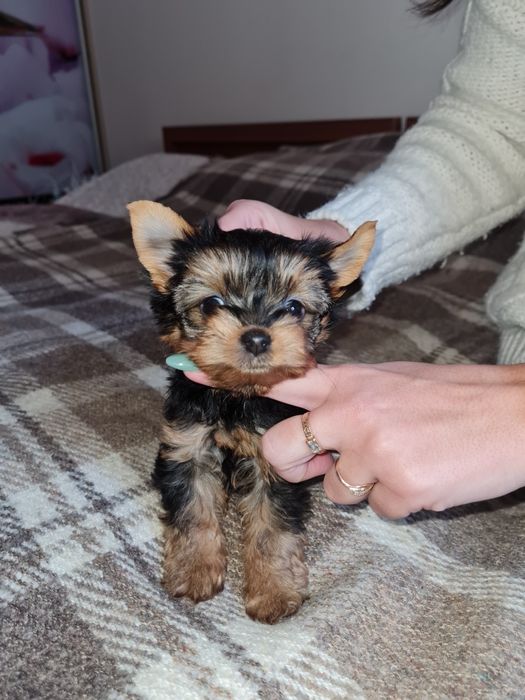 Дві дівчинки йоркширського терьєра 2,5 місяців.