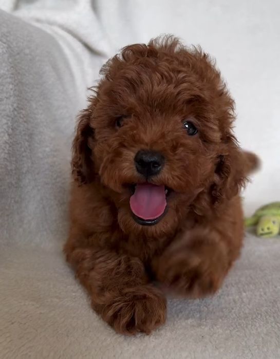 Гарні малюки той пудель