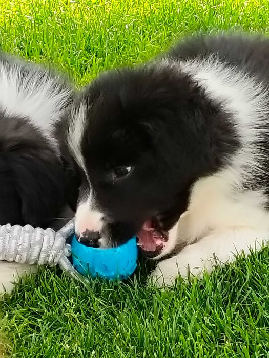 Szczeniak Border Collie ZKwP FCI