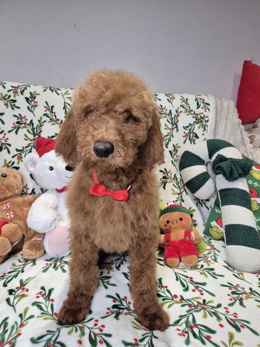 Goldendoodle f1b standard