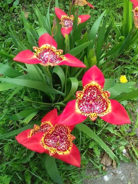 Продам цибулини тигридії